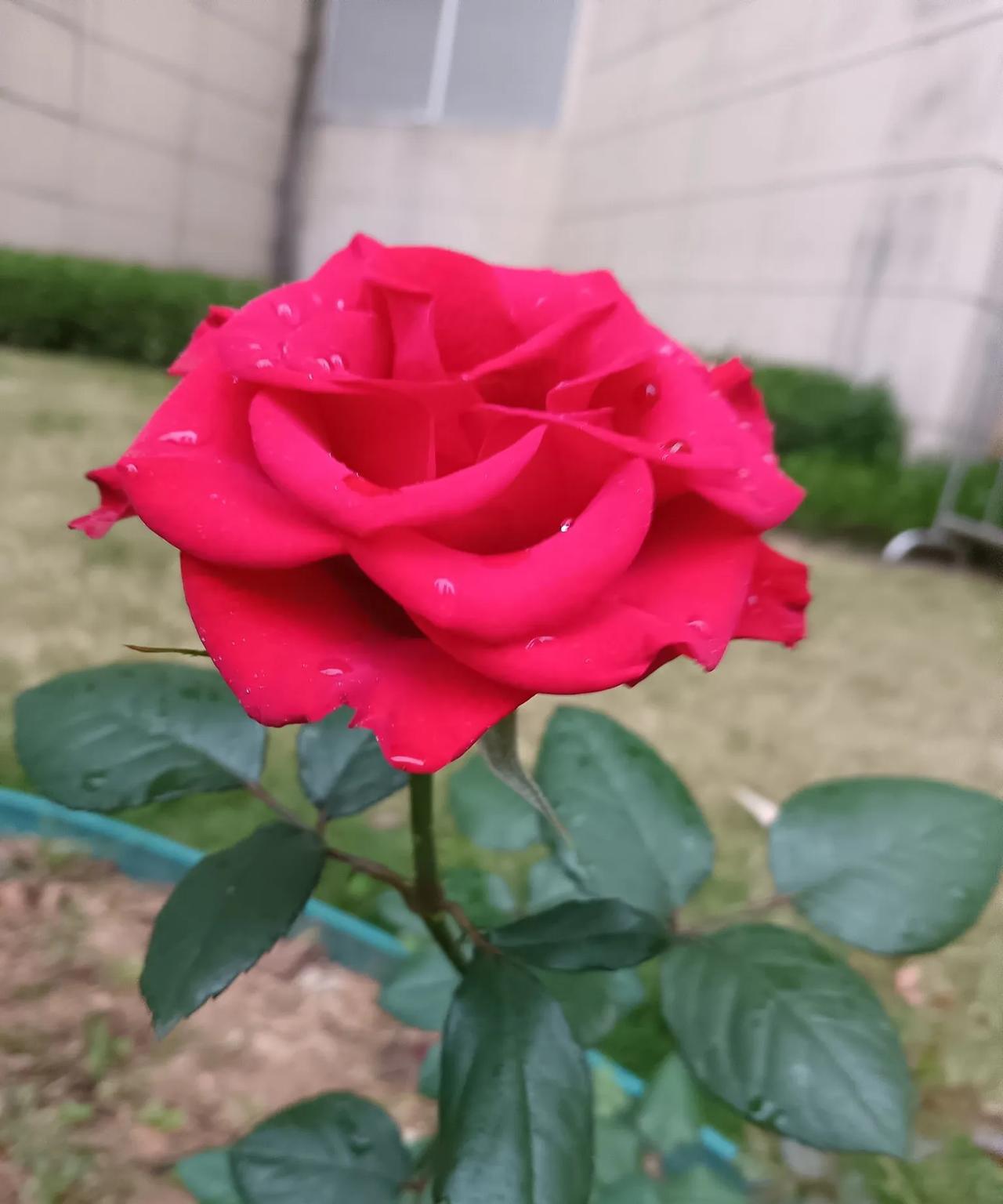 听到这么一段关于女孩子婚假问题的话觉得很有道理，发出来跟大家共勉：1、不远嫁。