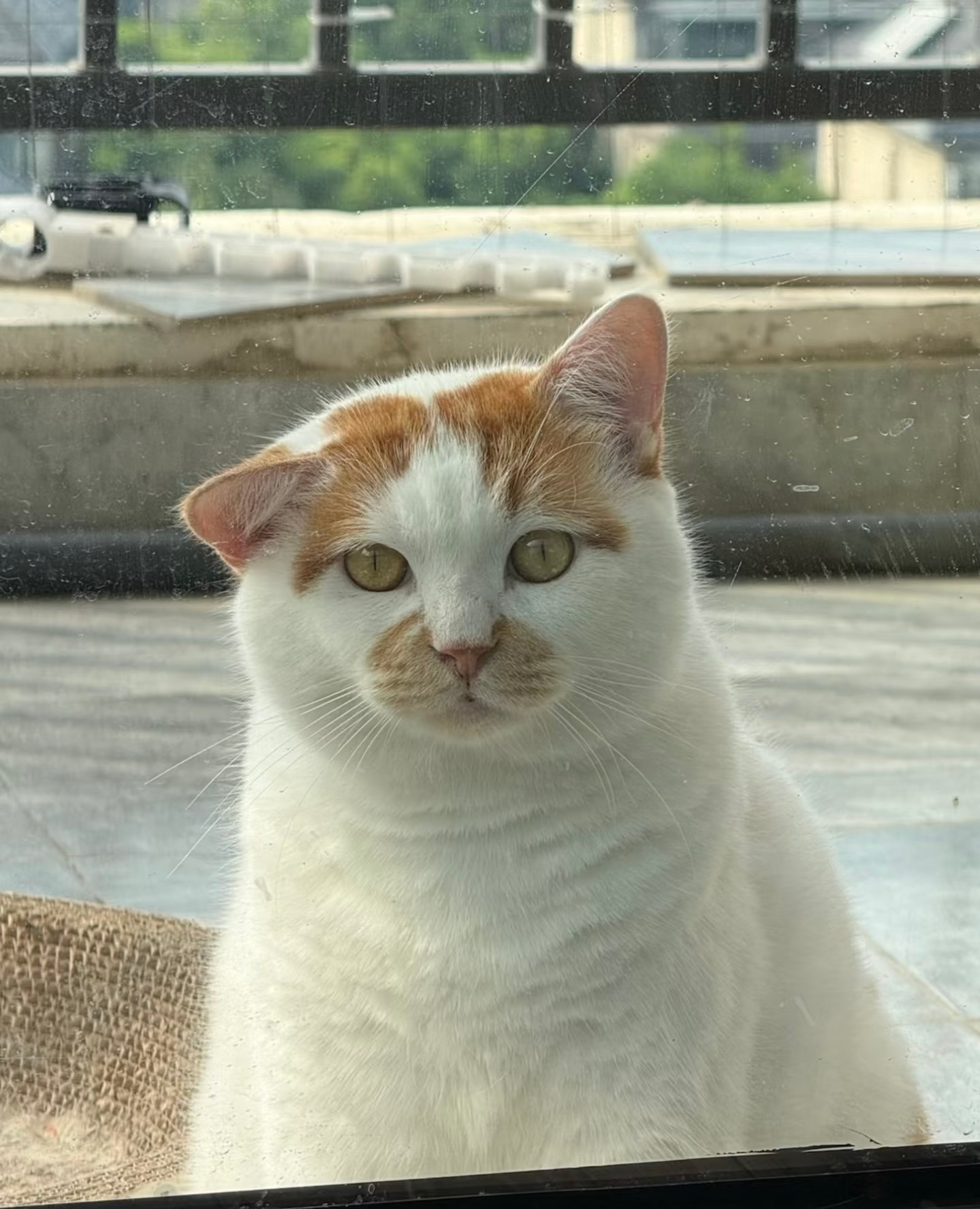 你好，我可以来蹭饭吗