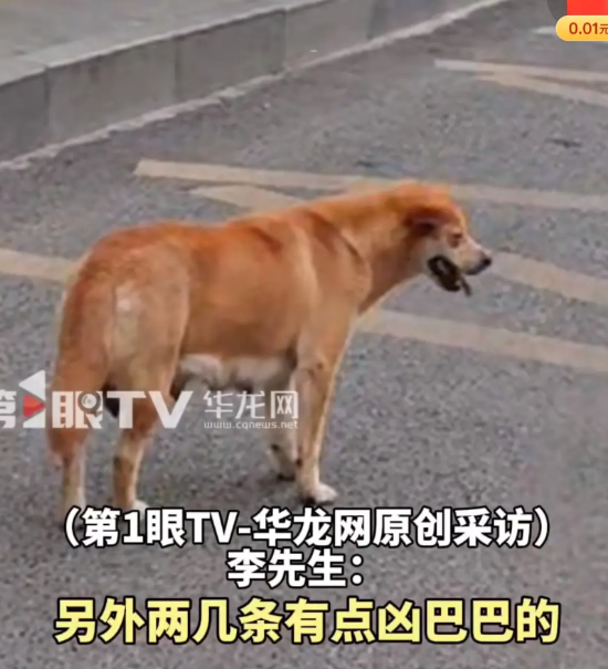 街头这么多流浪狗，不是应该就有很多被咬的隐患吗，媒体这个时候不是呼吁及时处理流浪