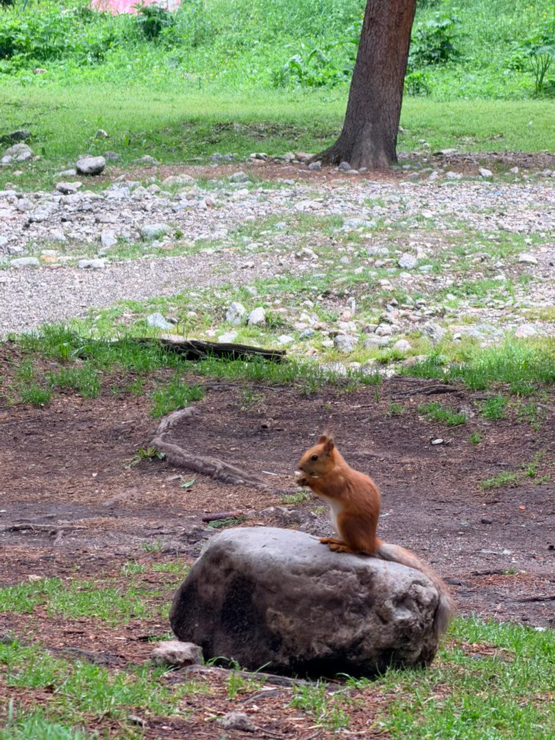 🐿🌲🐎新疆的小动物赛里木湖果子沟伊犁