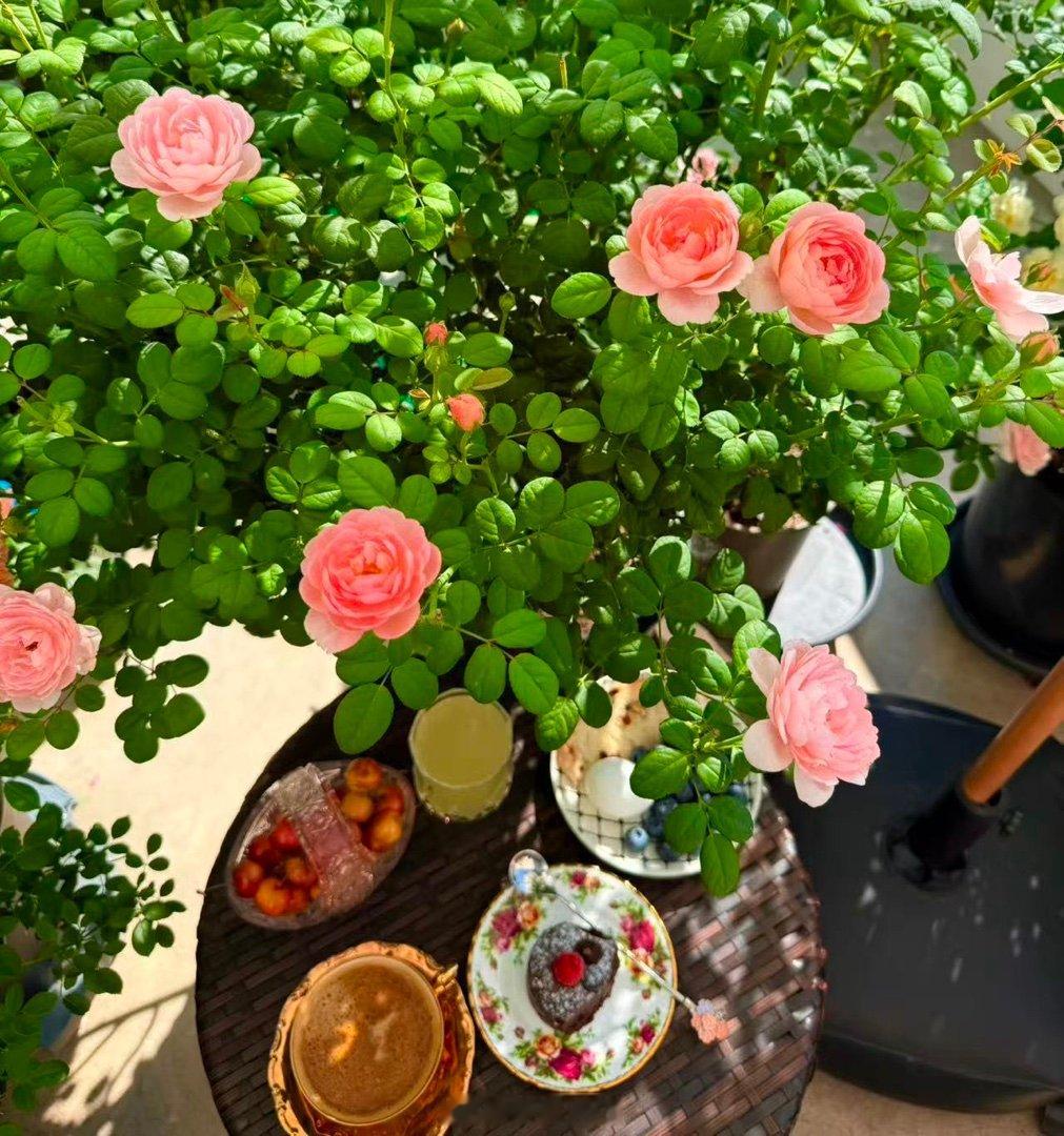 很多人养瑞典女王月季夏天都不开花了，乖妈这个还都能开得这么好。乖妈摄影