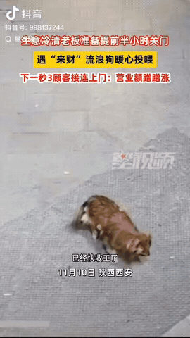 近日，陕西西安，老板看生意冷清，就准备提前关门，关门时发现门口有一条流浪狗，于是