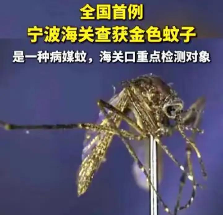 基孔肯雅热从哪里来的？看这条新闻。金色蚊子来自美国，而且不是无意带入的，而是精心