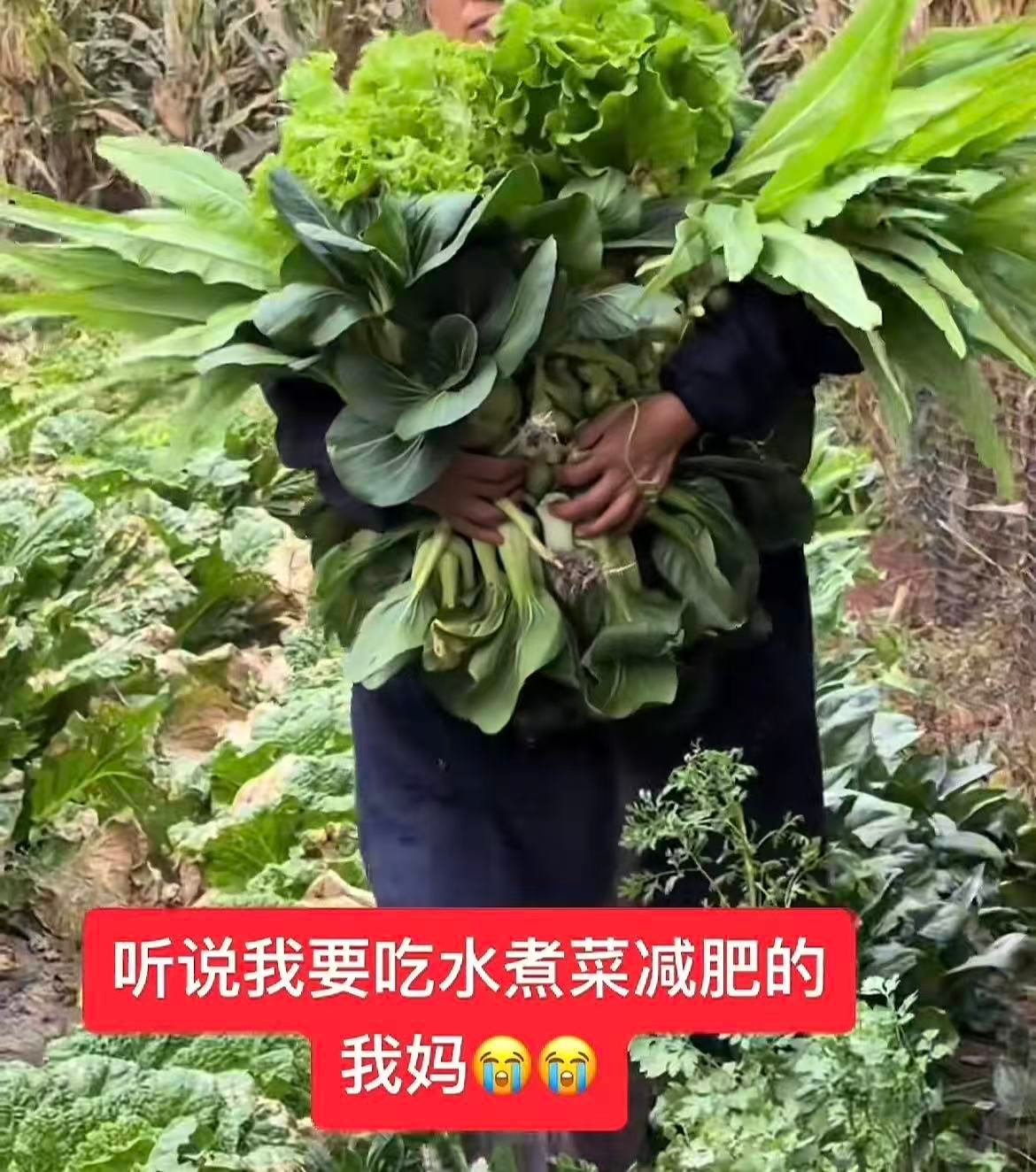 妈妈不知道你为什么突然要吃青菜，但了解你的饭量[吐舌头眯眼睛笑]​​​