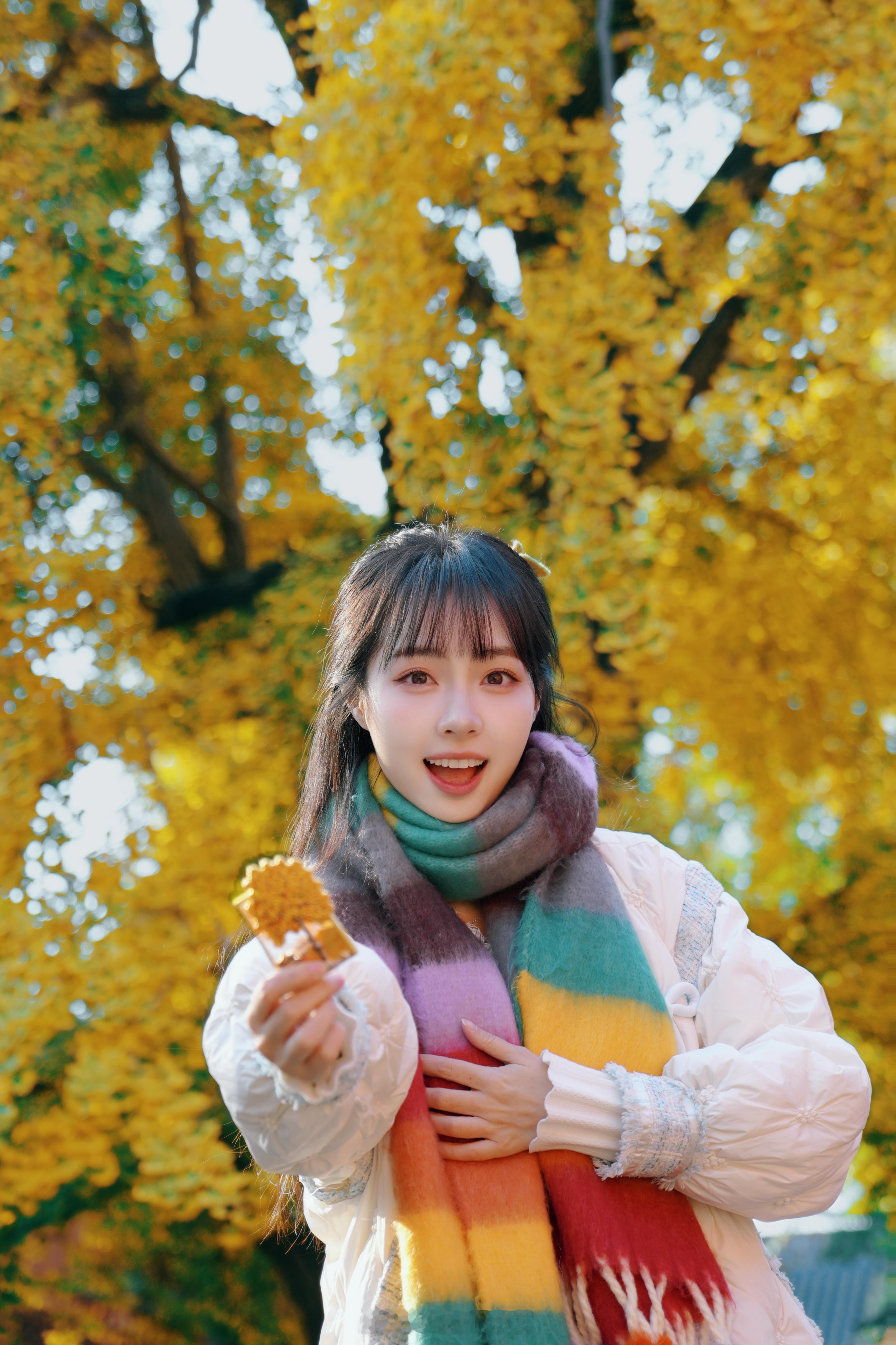 万寿寺的银杏树💛北平的秋​​​