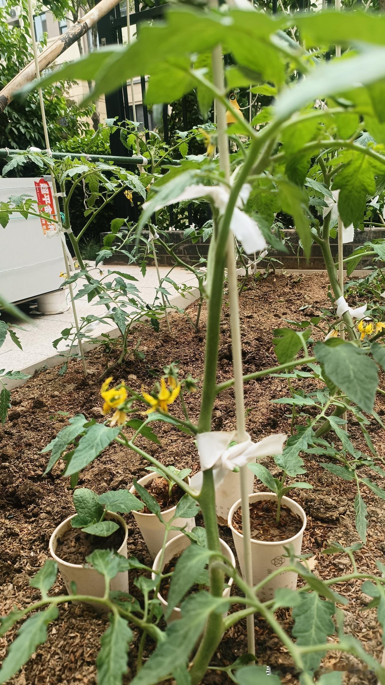 西红柿刚开第一朵花，这么管最简单西红柿开出第一朵花后，别乱管，记住几件事就