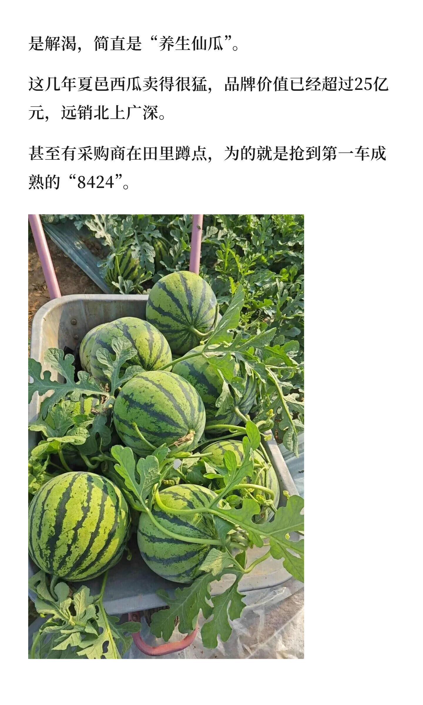 河南最好吃的西瓜，你知道都有哪些吗？河南是中国第一大西瓜产区，西瓜滞销背后，不是