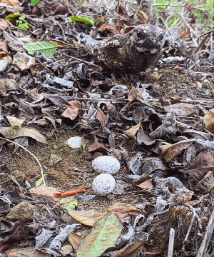 一到晚上就听到，哒哒哒哒哒的机关枪声音，就是这家伙！[大笑]