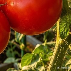种植番茄种植方法:🍅选苗建议1.优先选矮生小番茄、千禧、瀑布番茄，适合阳台盆