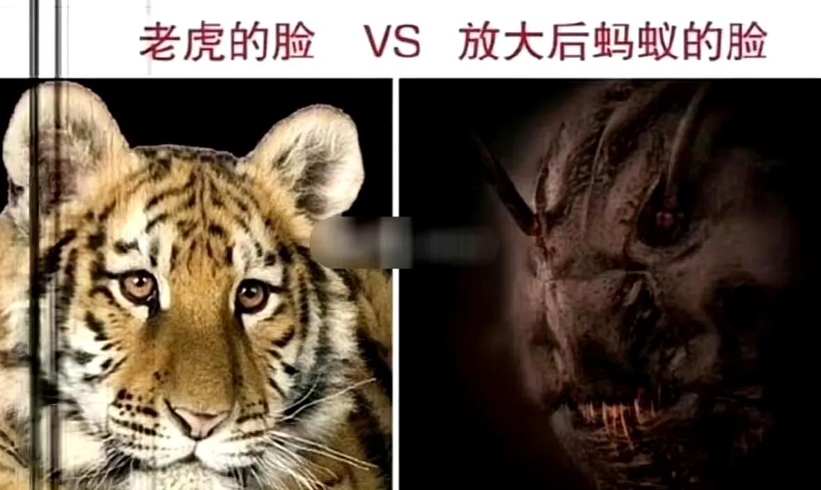 蚂蚁是不是仗着自己小别人看不清它的脸，所以随便长了？
