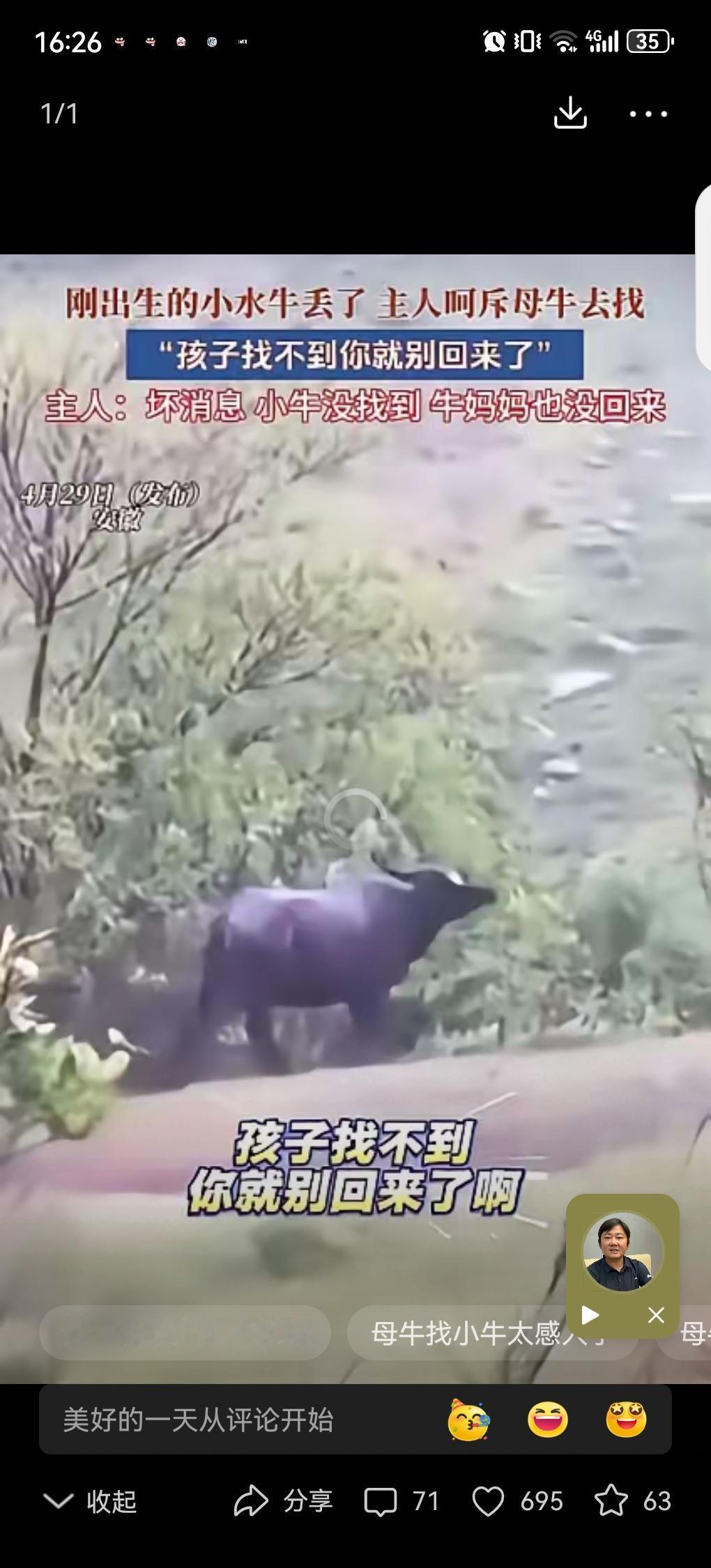 解释不清了！安徽，一头母牛把刚出生不久的小牛弄丢了，牛主人呵斥母牛道：“赶紧去找