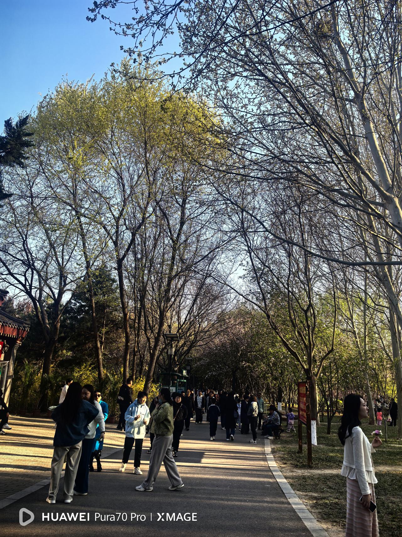 今天下午，一家人去名人植物园踏青，没想到会有这么多的游人。开车从南门到西门一直没