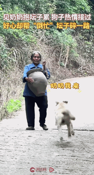 笑到肚子疼，狗绝对是一条好狗，就是有点罐。今天刷到一条视频，一个老奶奶抱着一个