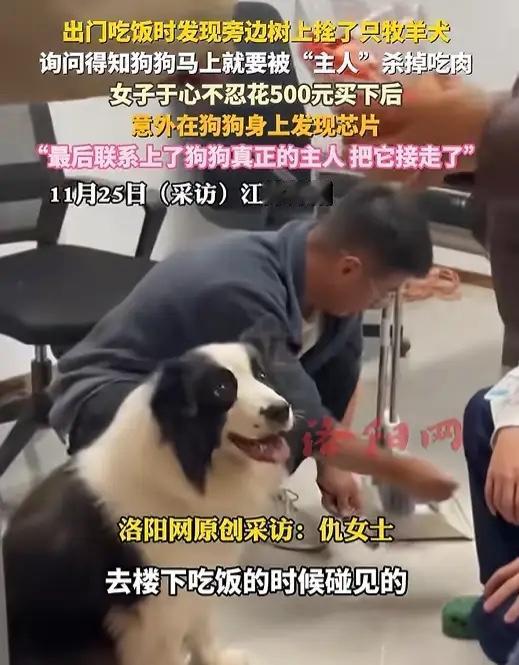 良心不会痛吗？苏州一女子出门吃饭，竟然发现路边树上拴了一条牧羊犬，正可怜巴巴的望