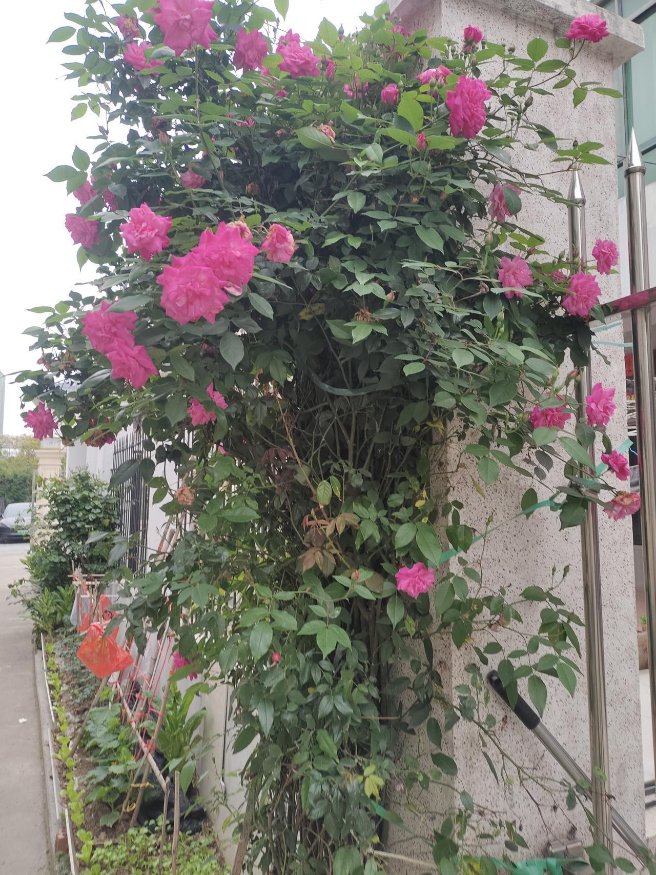 庭院外的花开了劳有所获，两年前种的树枝繁叶茂，花开得热火朝天。