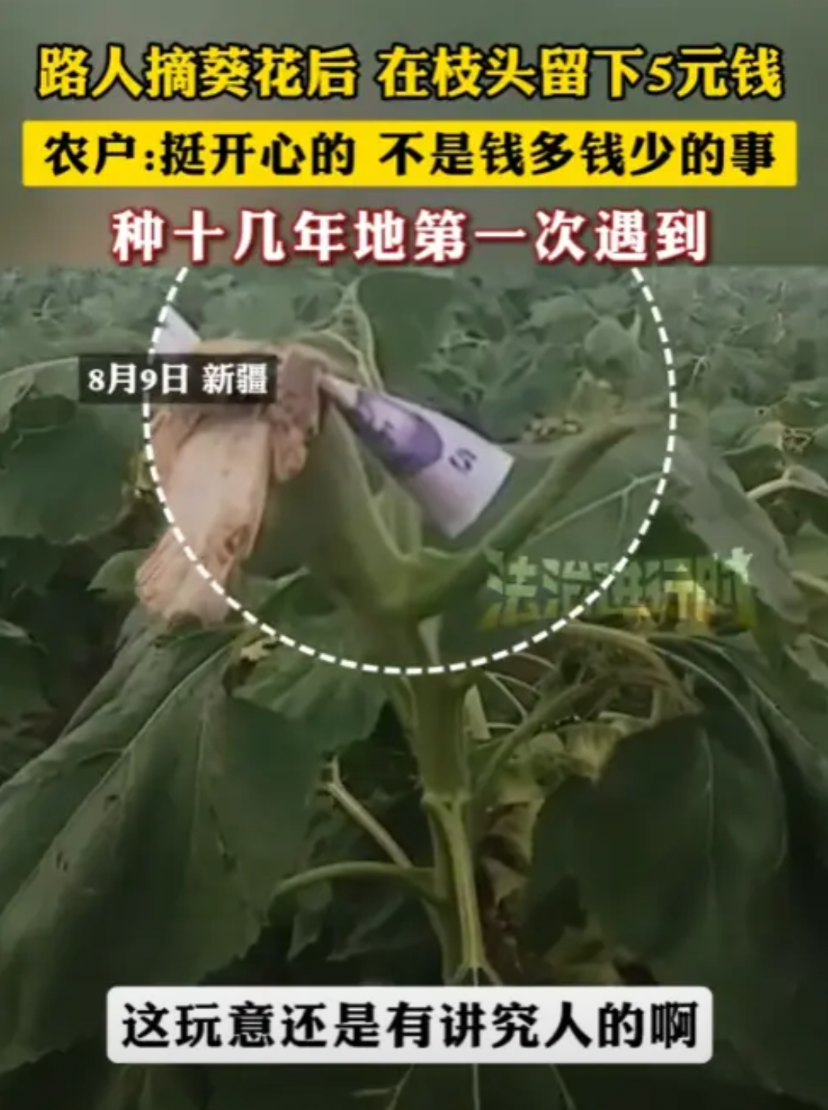 “真有良心！”8月9日，新疆，一男子种植了大片的葵花，然而，经常有人偷偷摘，不曾