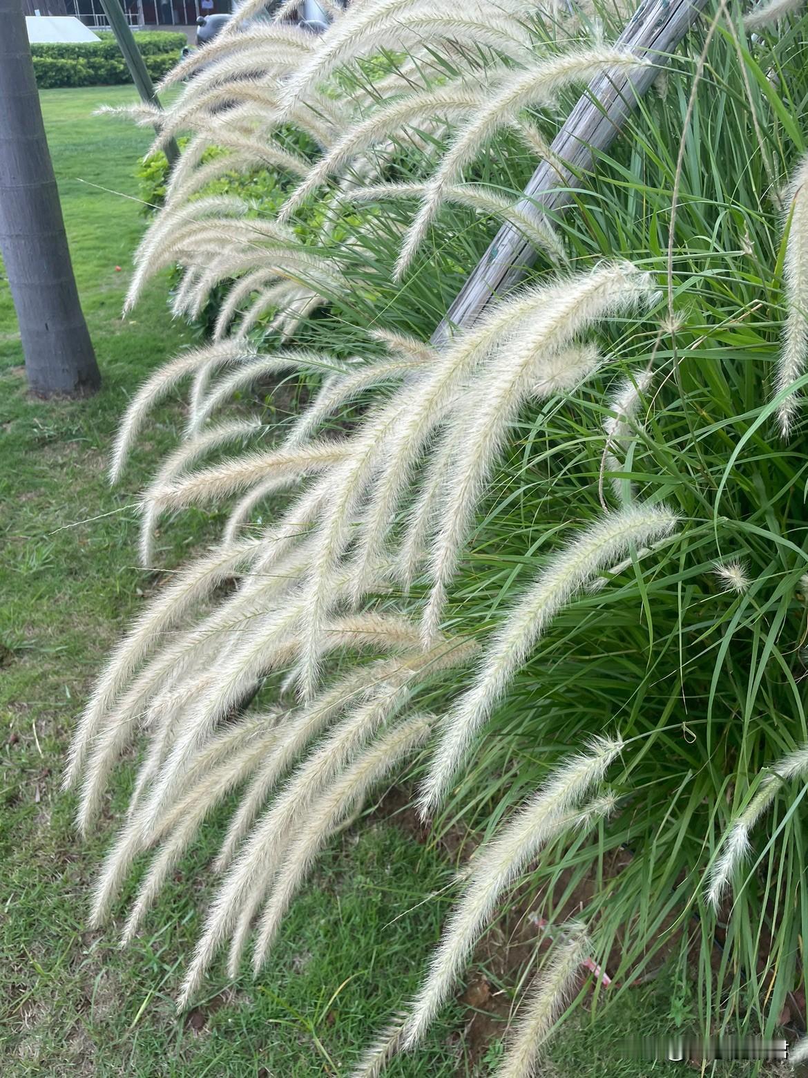 这小伙子真是头脑不清醒，早晚栽进去。一29岁小伙，交往了一个31岁离异有孩子的女