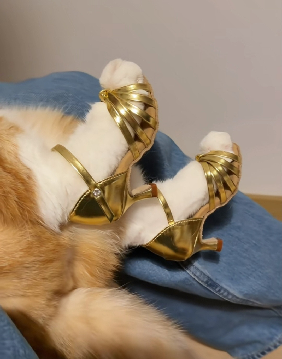 人，要跟猫猫共舞一曲吗？