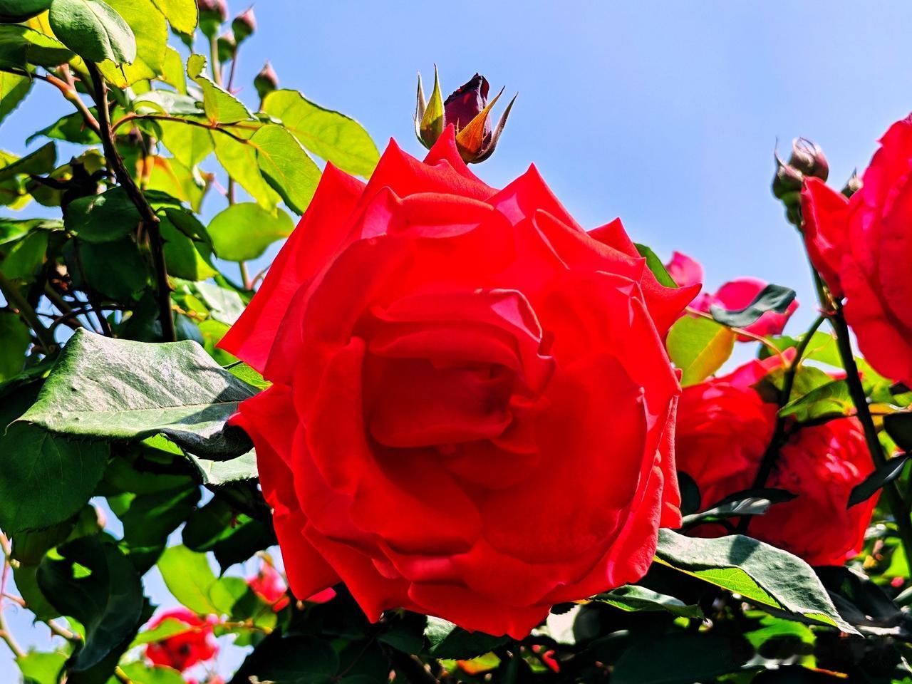红月季绽笑颜，绿叶间舞芳华。🌸💐🌺