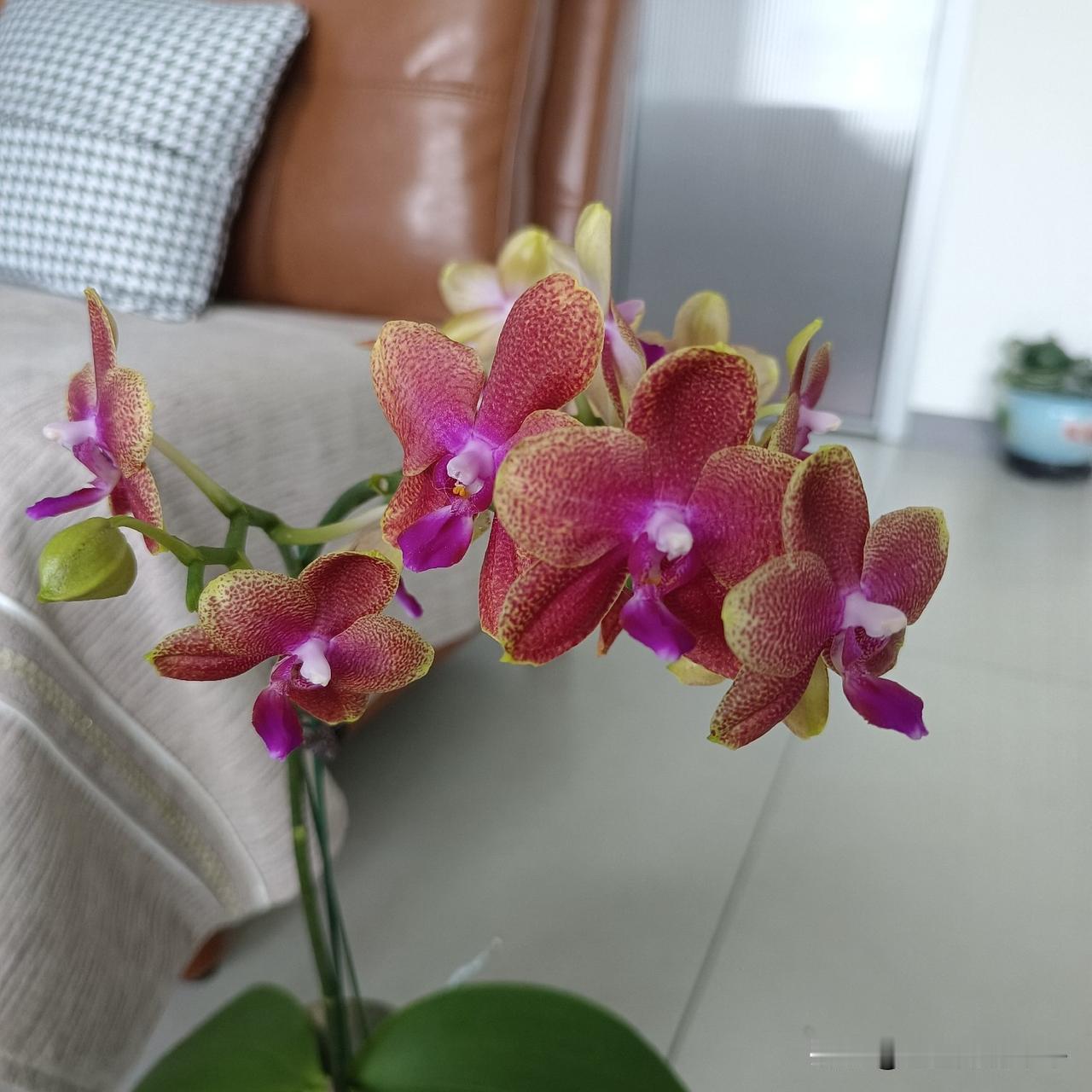 这棵蝴蝶兰我觉得挺奇怪的，自打买回家，它就跟吃了防腐剂一样，开花两个月了，到现在