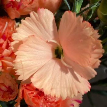 正能量人生最清醒的活法，就是让一切该来的来，该走的走，不强求，不面前，不抱怨。因