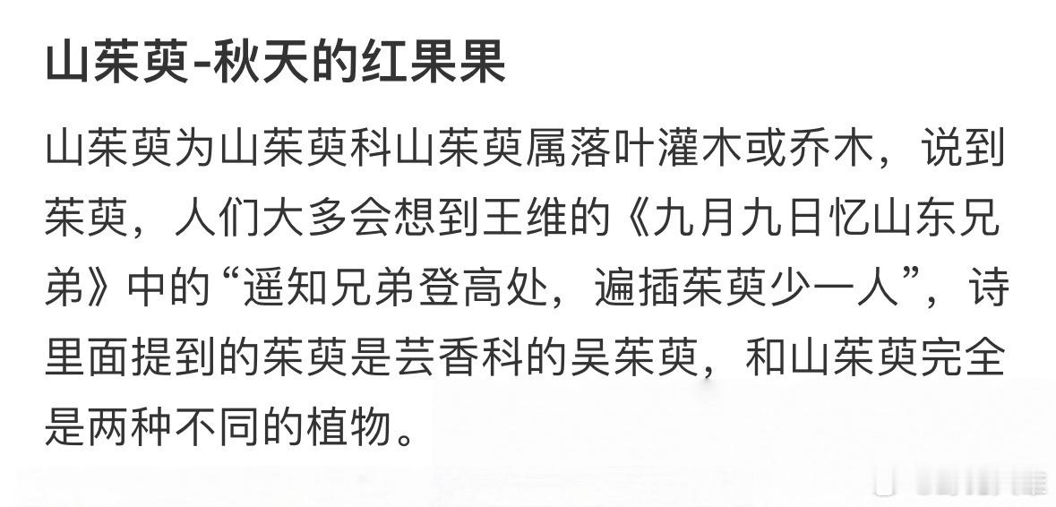 原来王维笔下的茱萸长这样蛮漂亮的