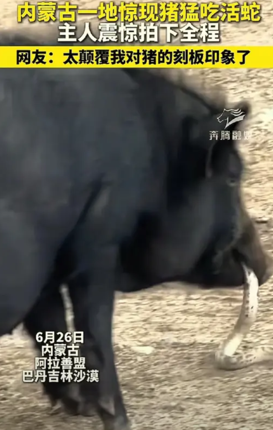 内蒙古阿拉善盟巴丹吉林沙漠里，一头黑猪叼着一个白色的东西，主人远远看去，还以为猪