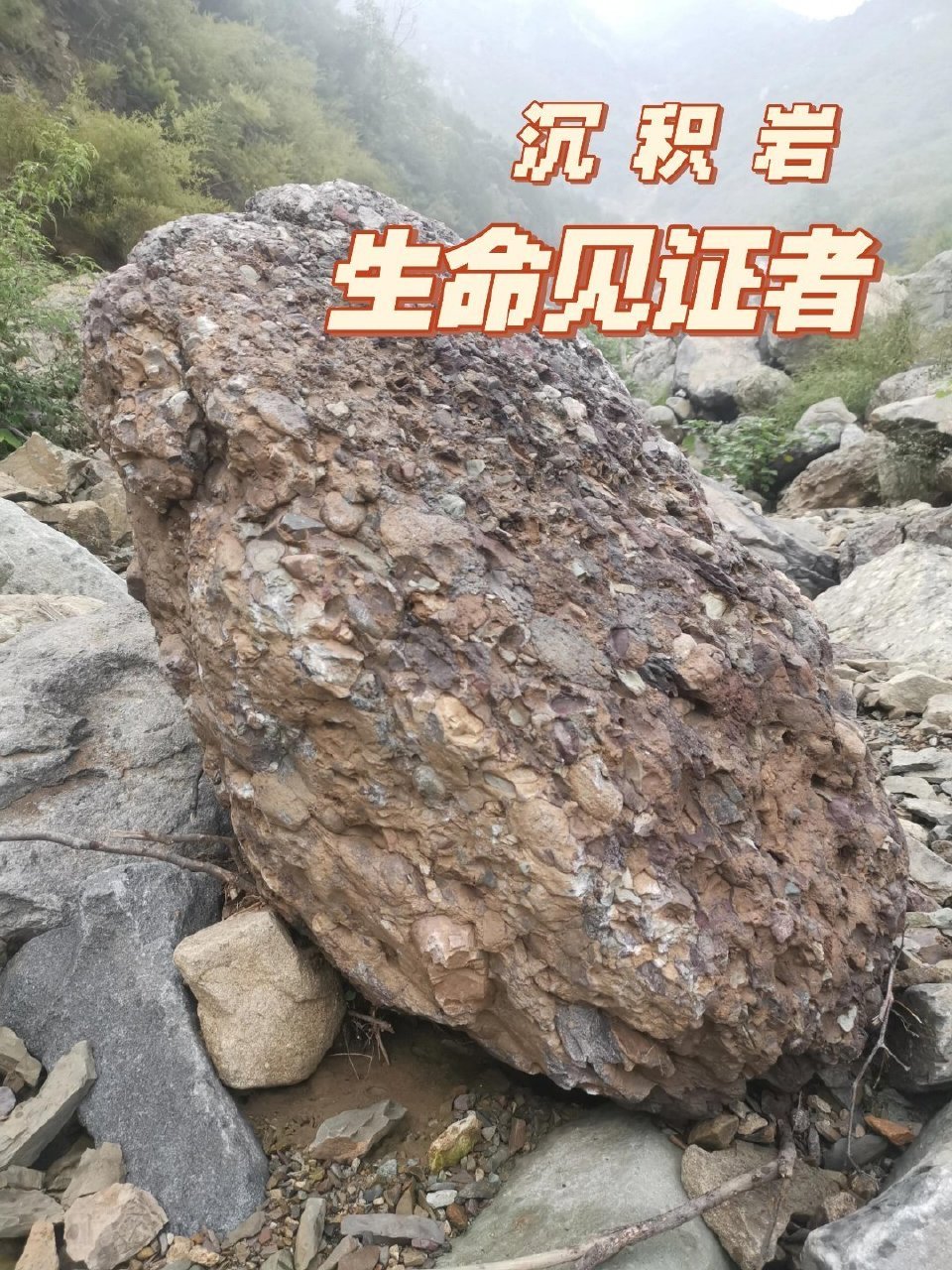 沉积岩：地球亿万年的“历史书”一、沉积岩家族图谱1.砾岩