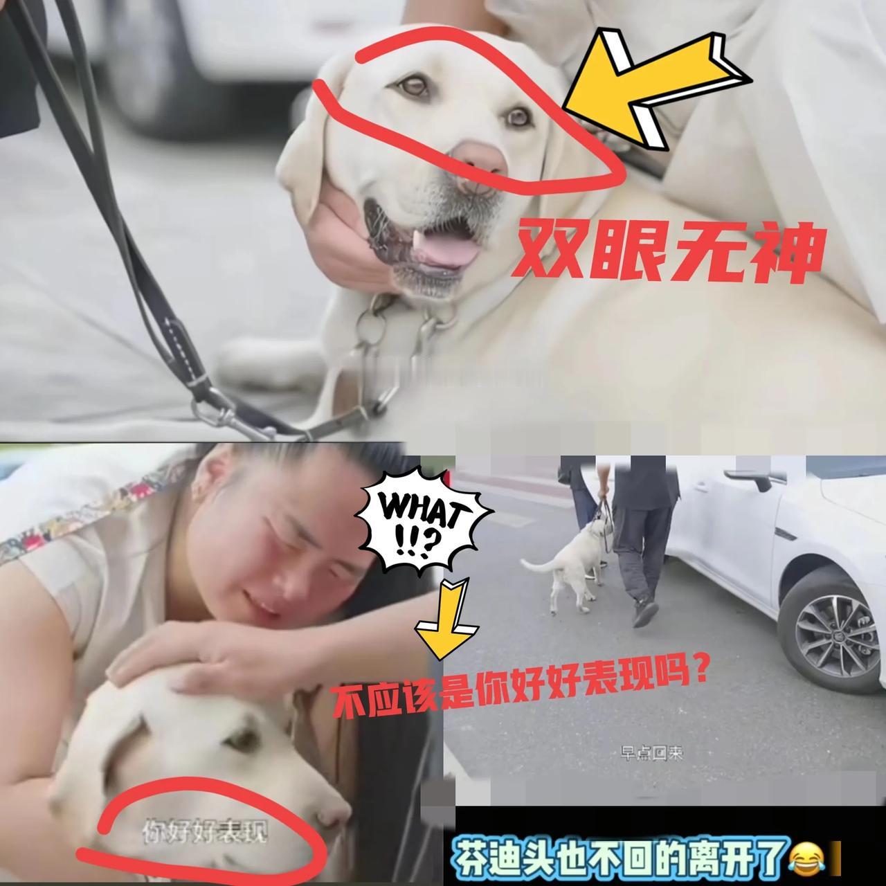 带主人爬泰山的导盲犬芬迪终于返回大连基地！尽管王女士表现得恋恋不舍，连声呼唤“早