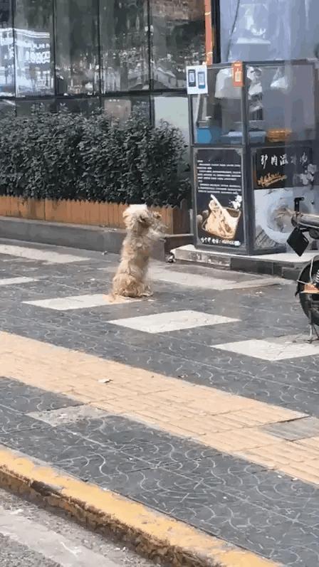 同一只猫，同一时间，不同的人拍出来的效果