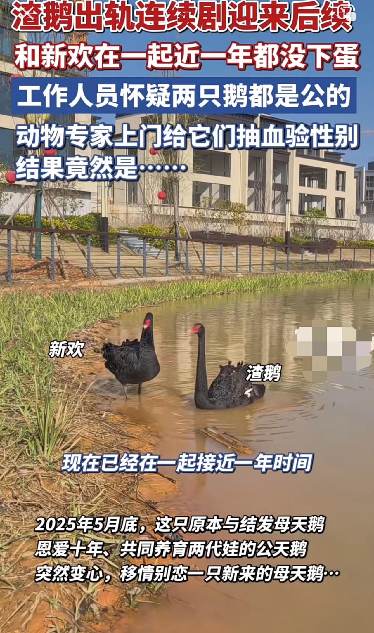 “渣鹅”居然还有后续，去年闹得纷纷扬扬的公天鹅换妻事件，公天鹅和新欢居然时隔一年