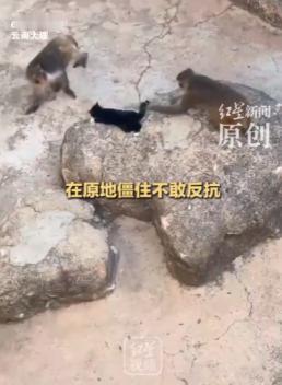 太可怕了！6月10日，云南大理洱海公园里面发生了一件让众多网友揪心的事。有游客偶