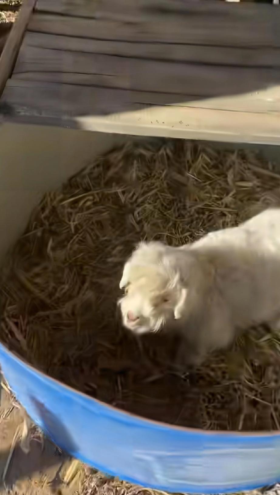 13万求购小羊，主人说：不卖！宁夏一只小羊见大人就装死，对小孩却温顺，成了网