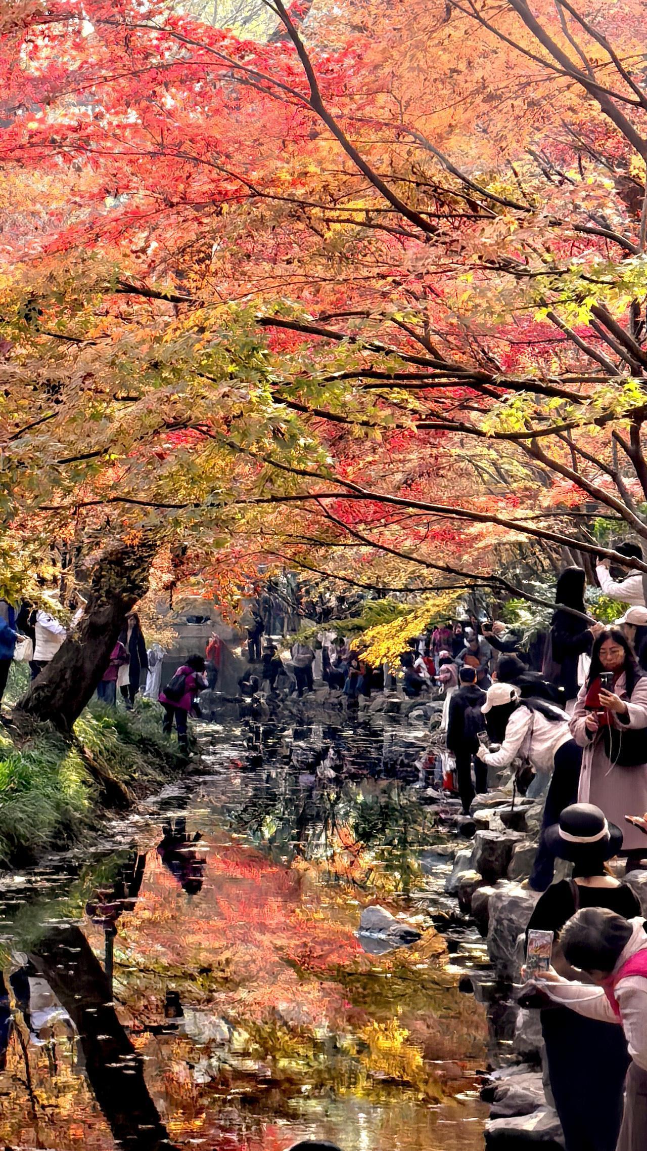 12月11日，九溪烟树，美到失语！踏入景区，如坠入五彩童话宝盒。树木色彩斑斓，红