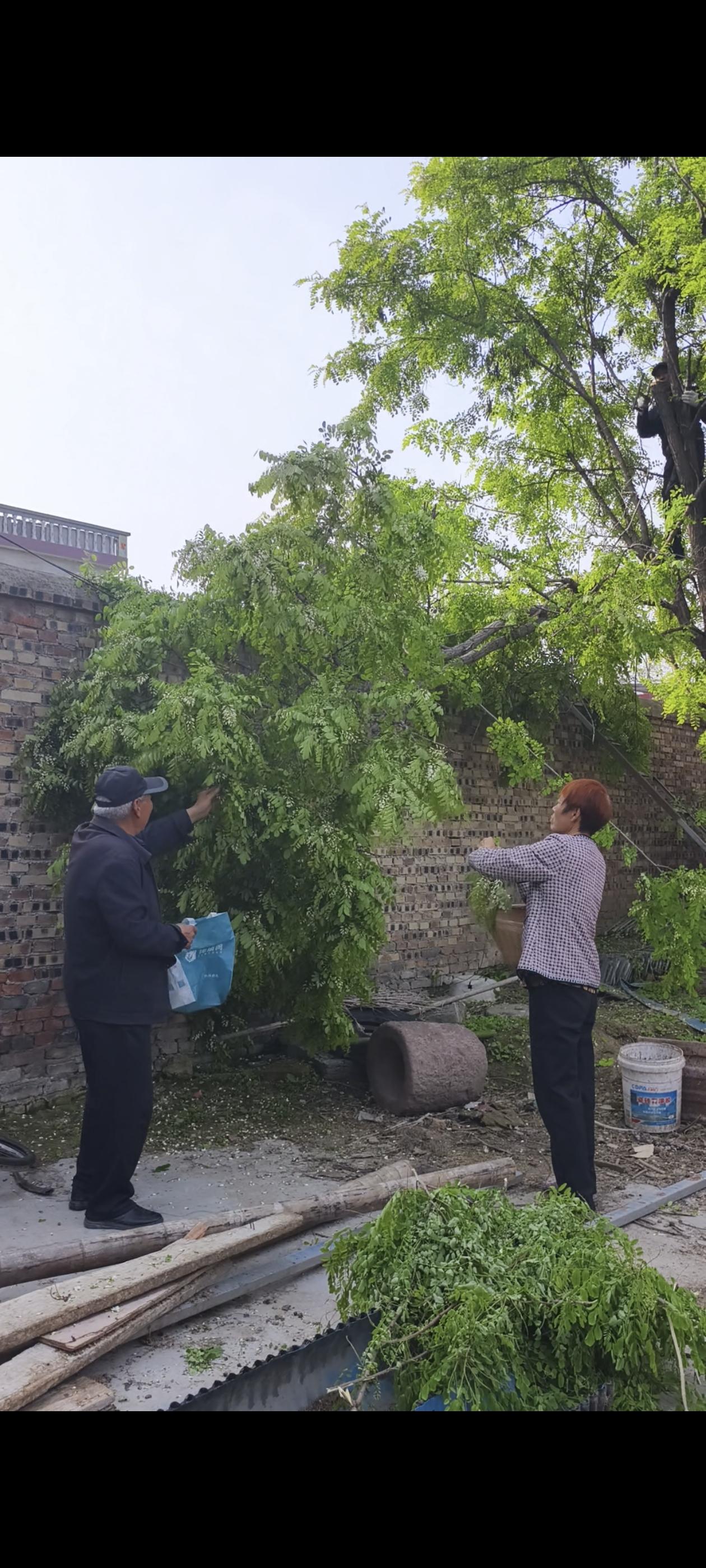 摘槐花今天没上班，抬头一看，槐树开花了，便招集领人们来摘槐花