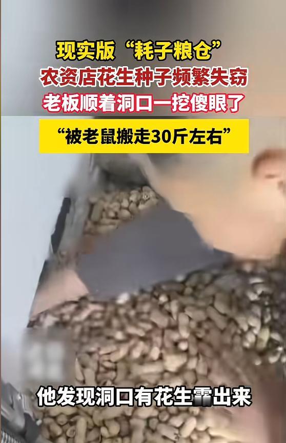 “这下傻眼了！”4月26日报道，河北唐山，一男子开了家农资店，他最近总觉得花生种