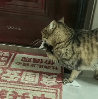 祖宗严选，果然不凡！狸花猫的智商惊掉下巴！