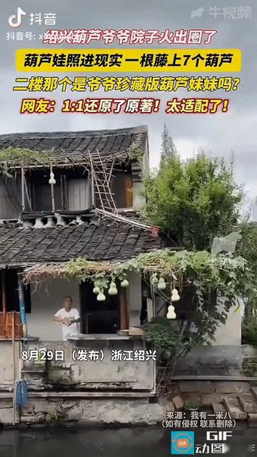 “上新华社了!”浙江绍兴，一位老爷爷在院里种了一株葫芦，刚好结了7个葫芦，这天