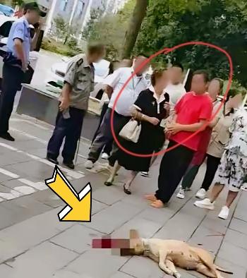 这下遇到狠人了!四川，一位大妈遛狗不拴绳，结果狗子给一位大哥咬了，大妈跑过来后不