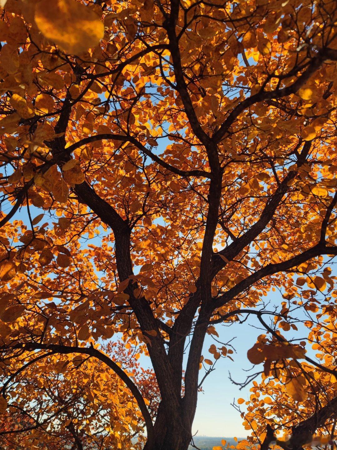  北京舞彩浅山漫山遍野的红叶，北京赏红叶好去处北京秋日美景加载中摄影​​​