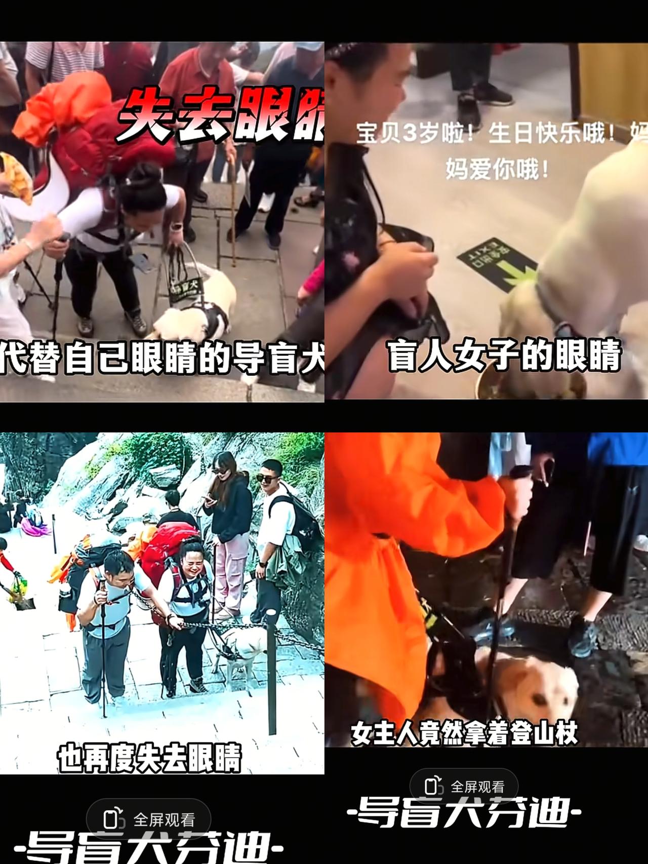 导盲犬芬迪登山之所以被关注，总结以下3点原因：一.爬山过程中狗狗累的直吐舌头
