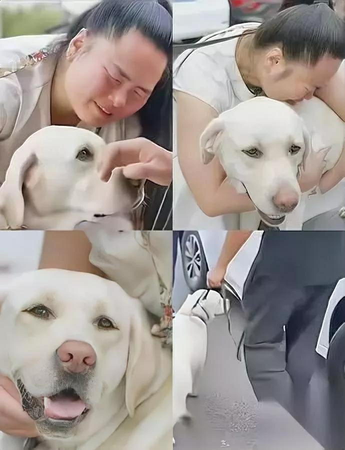 狗狗会抑郁？这是真的！大连导盲犬芬迪被退回后，竟出现心率飙升、啃笼子等焦虑行为。