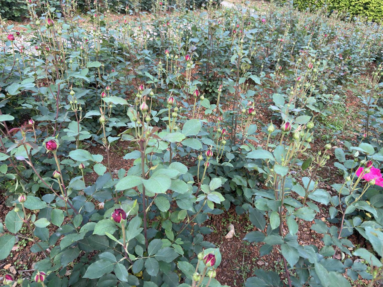 想要月季春天长得好，冬天的时候就应该把残枝败叶全部割除，还要给月季根部松土、施肥