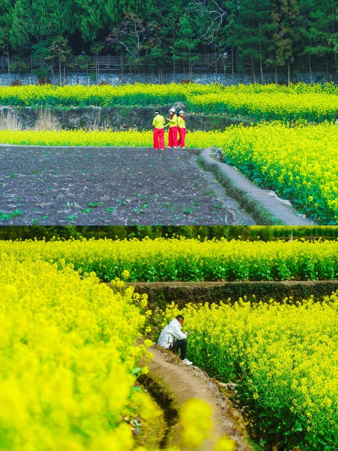 在这个万物生发的季节，我们的内心总渴望一种频率——那或许是春风拂过万亩花海时，花