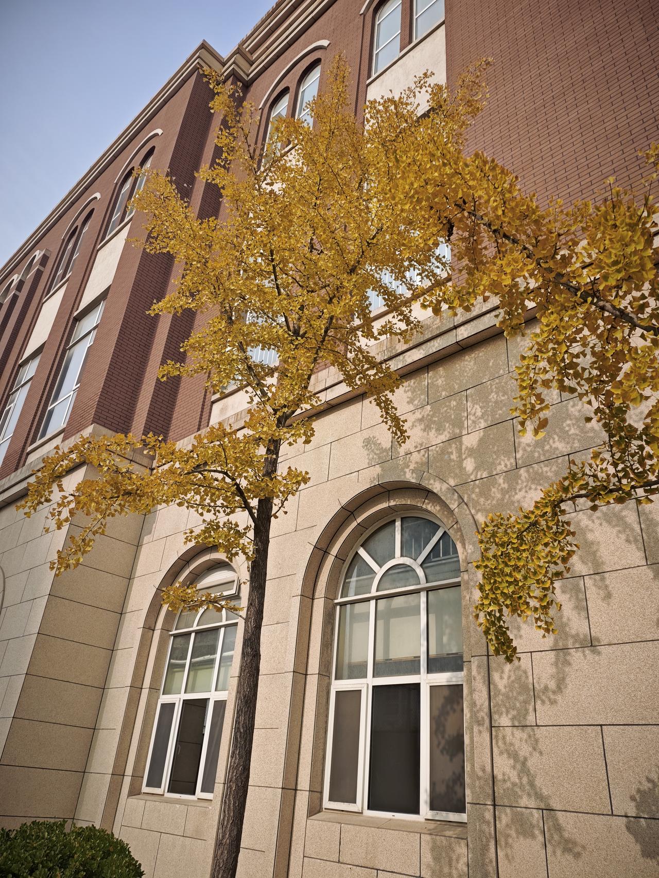 今天让老公这一根筋给气笑了。[捂脸哭]上班前发现自己新买的一条围巾找不到了，老公说