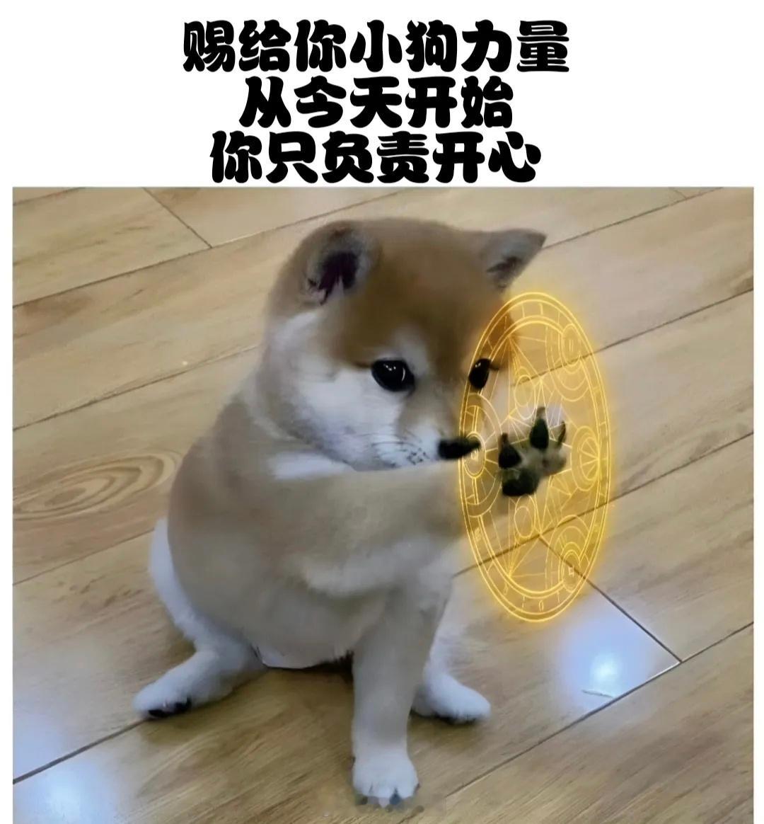 接住！谢谢小狗！从今天开始，只有快乐和开心！​​​