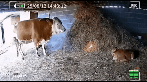 牛棚里的草垛忽然窜起火苗，眼瞅着就要烧到小牛犊了。老牛急得直喘粗气，它啥法子也没