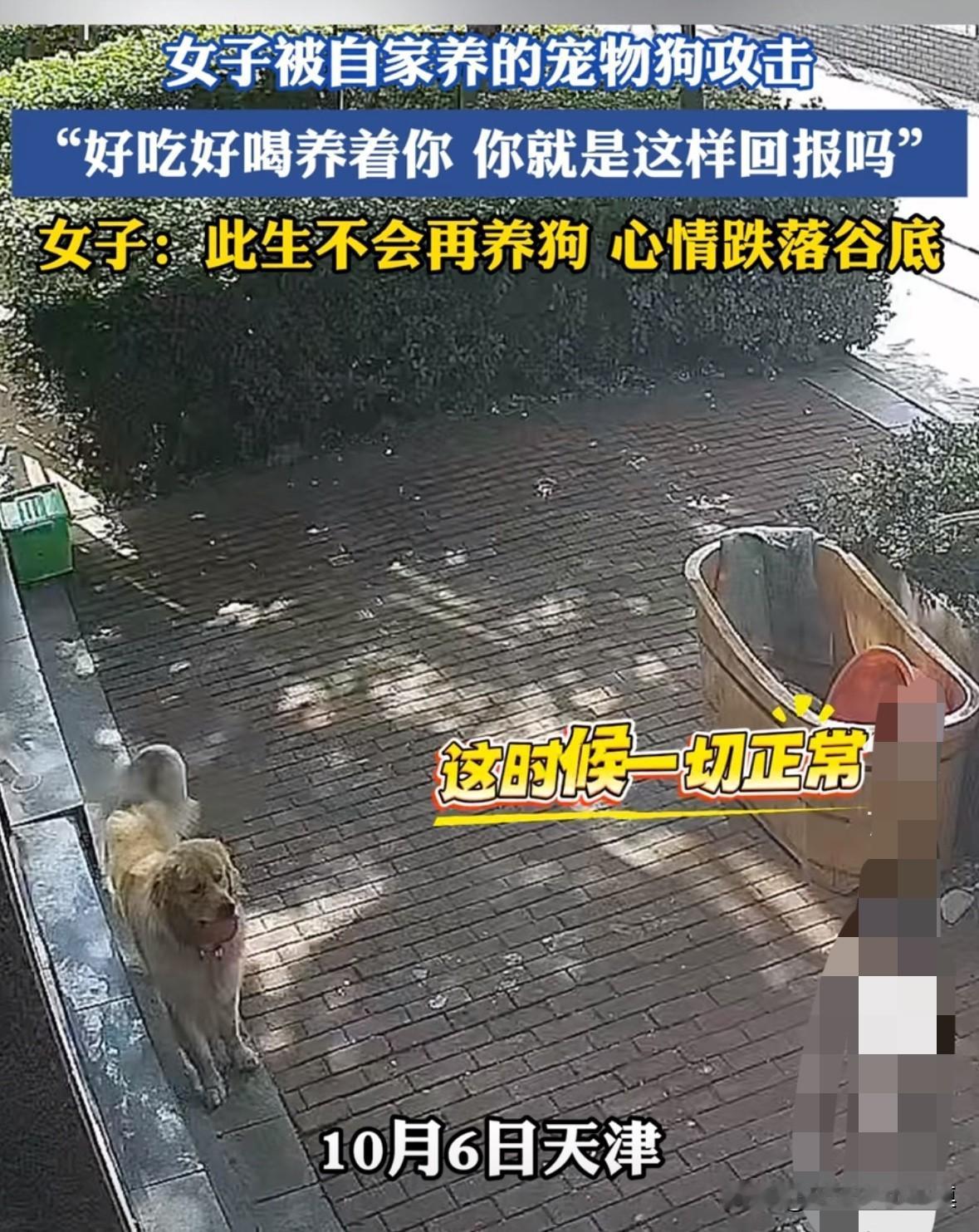 有的狗养着还不如炖了。天津一女子养了只金毛，天天好吃好喝的养着。这天，女子去喂