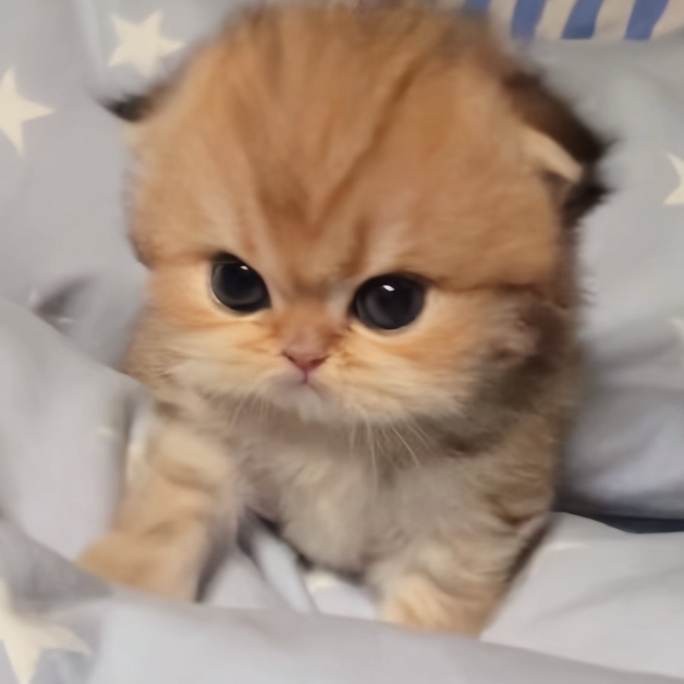 垮起一张小猫脸