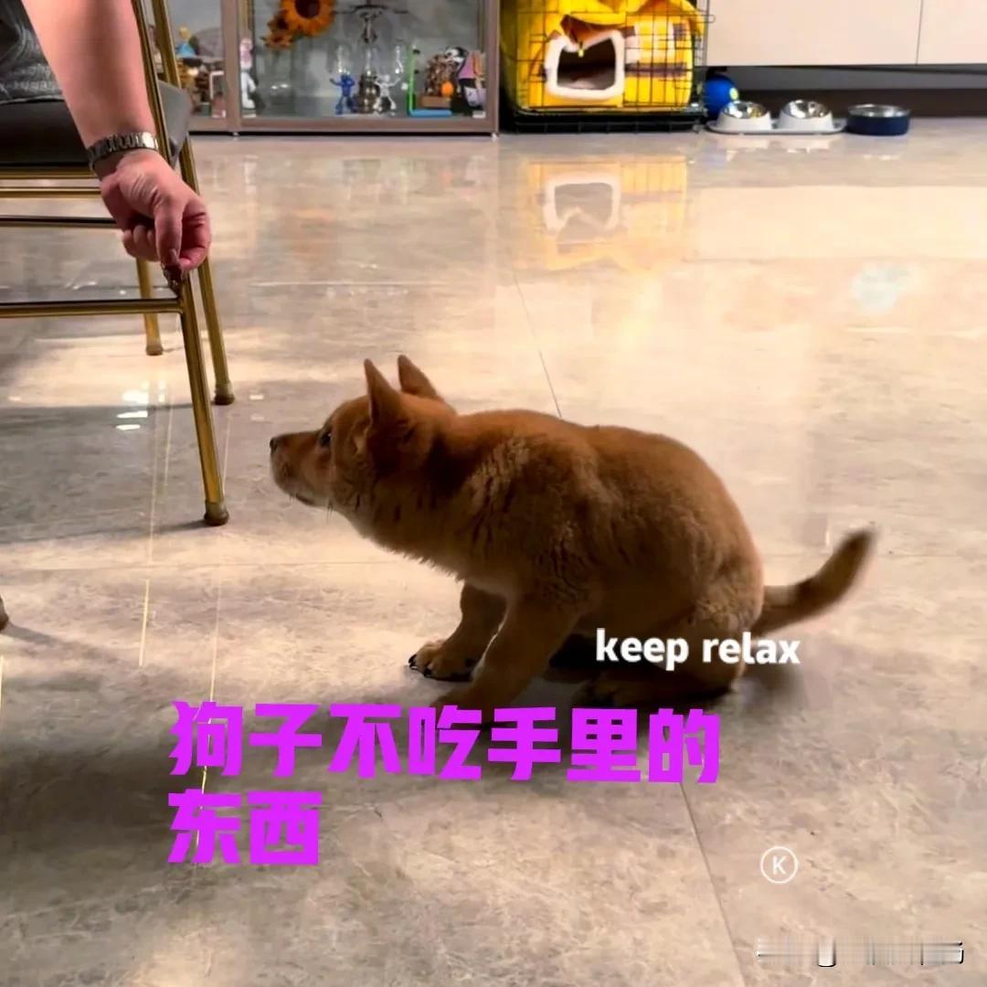 今天朋友到我家里来玩，到了中午吃饭的时候，狗子就在朋友旁边守着。朋友夹了一块肉，